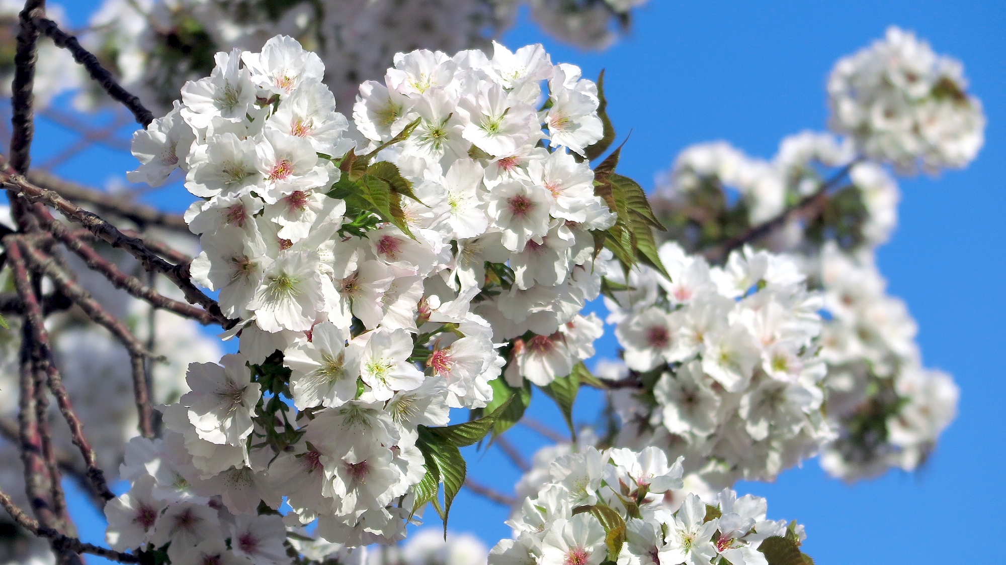 21大島桜