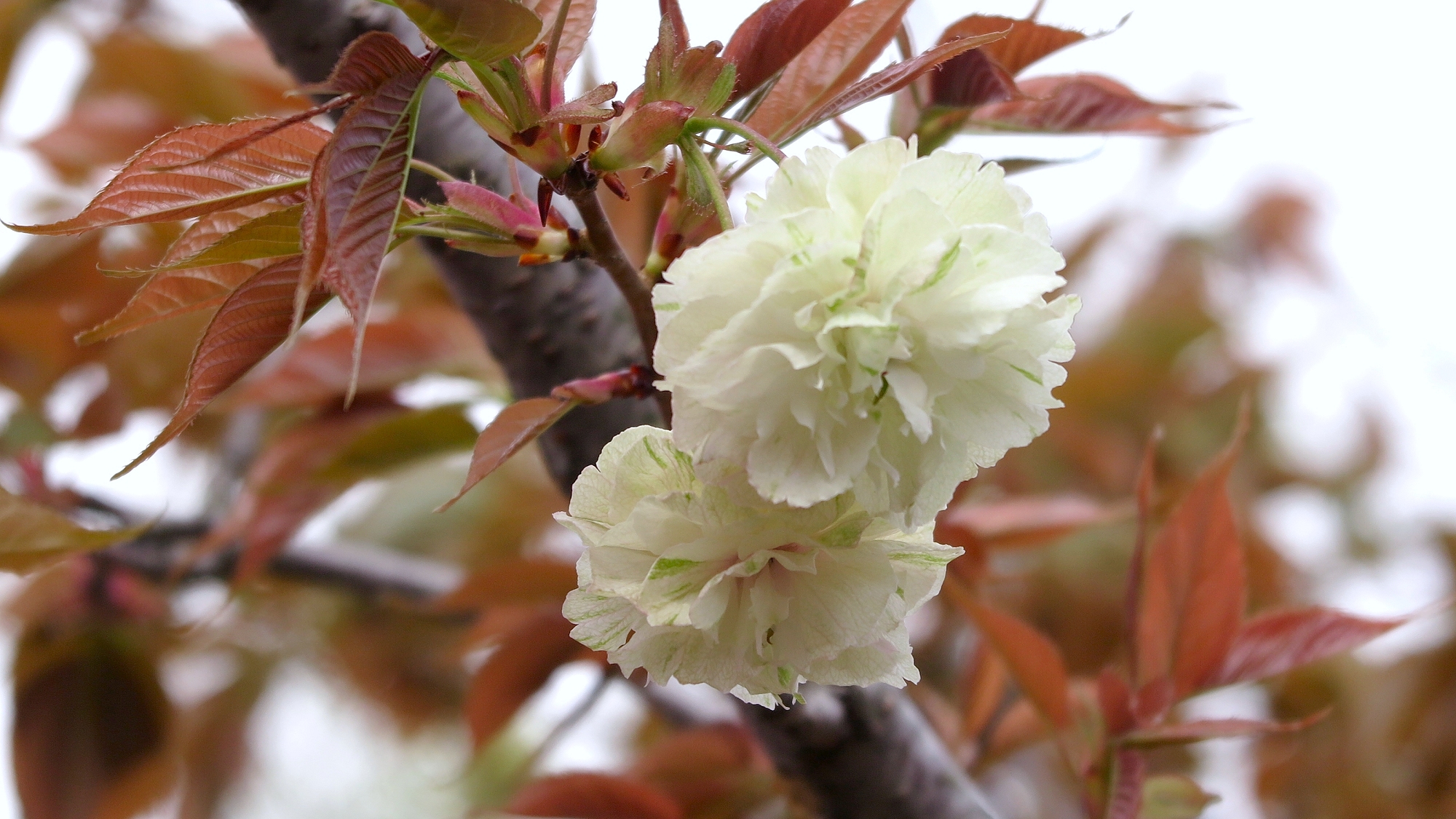 75園里黄桜