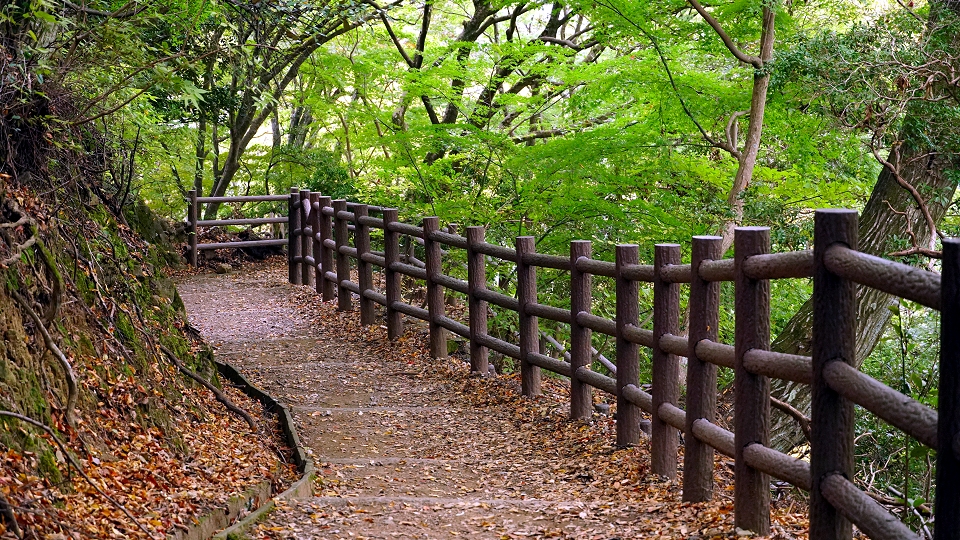 秋の奈良公園