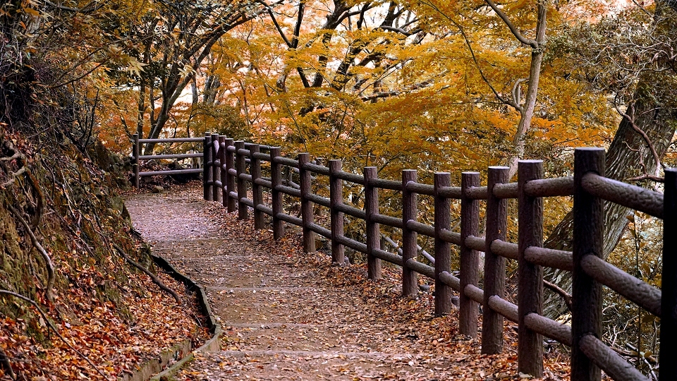 秋の奈良公園