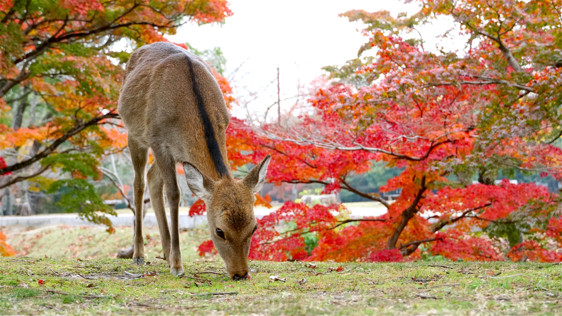 秋の奈良公園