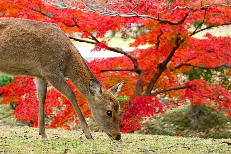 秋の奈良公園