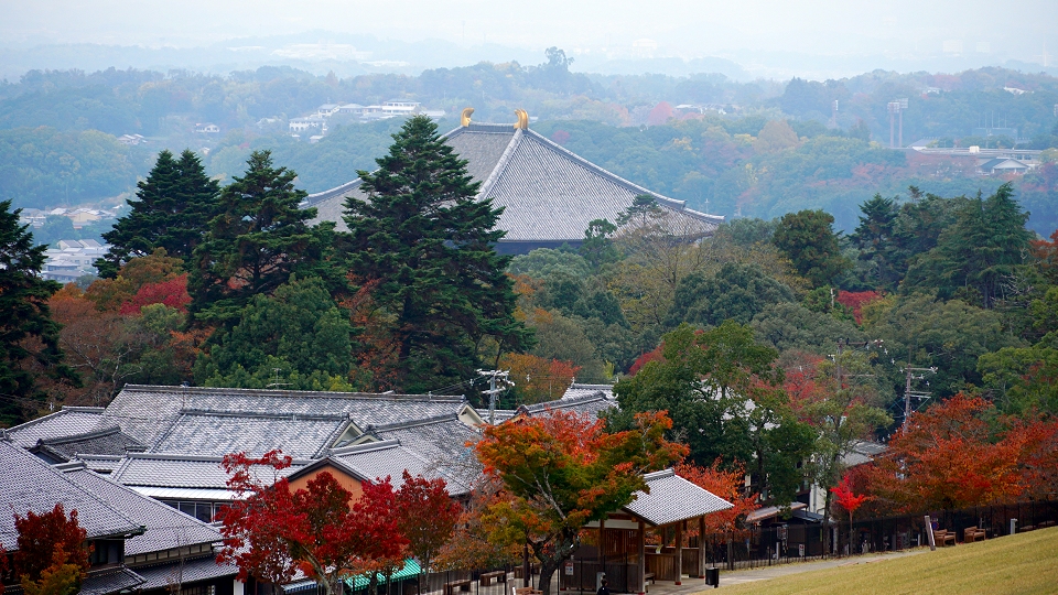 秋の奈良公園