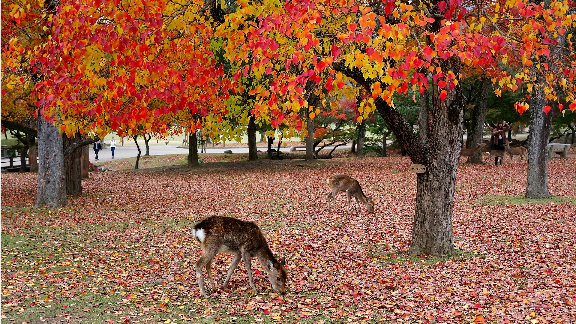 秋の奈良公園