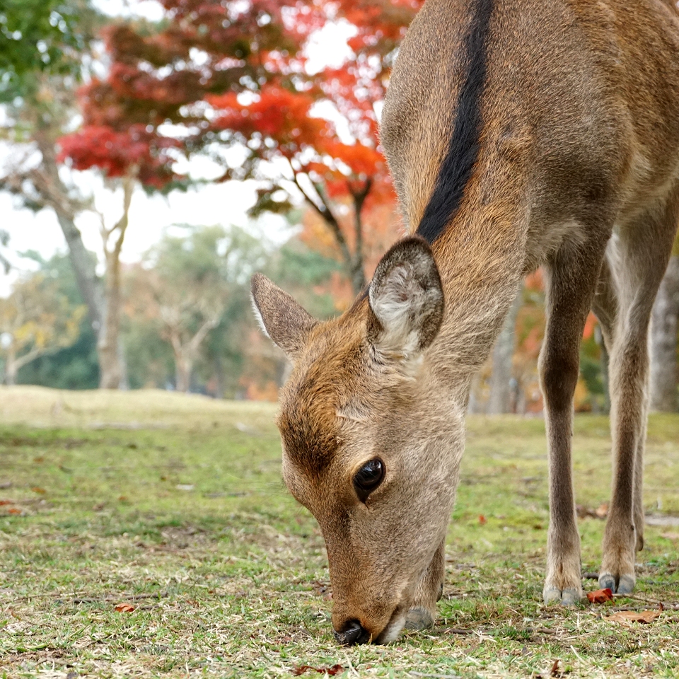 秋の奈良公園