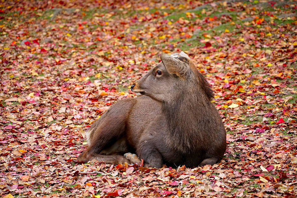 秋の奈良公園