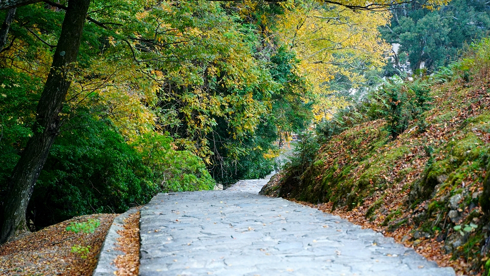 秋の奈良公園