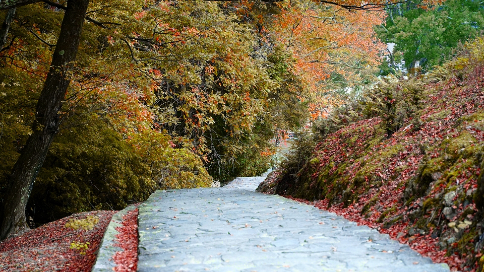 秋の奈良公園