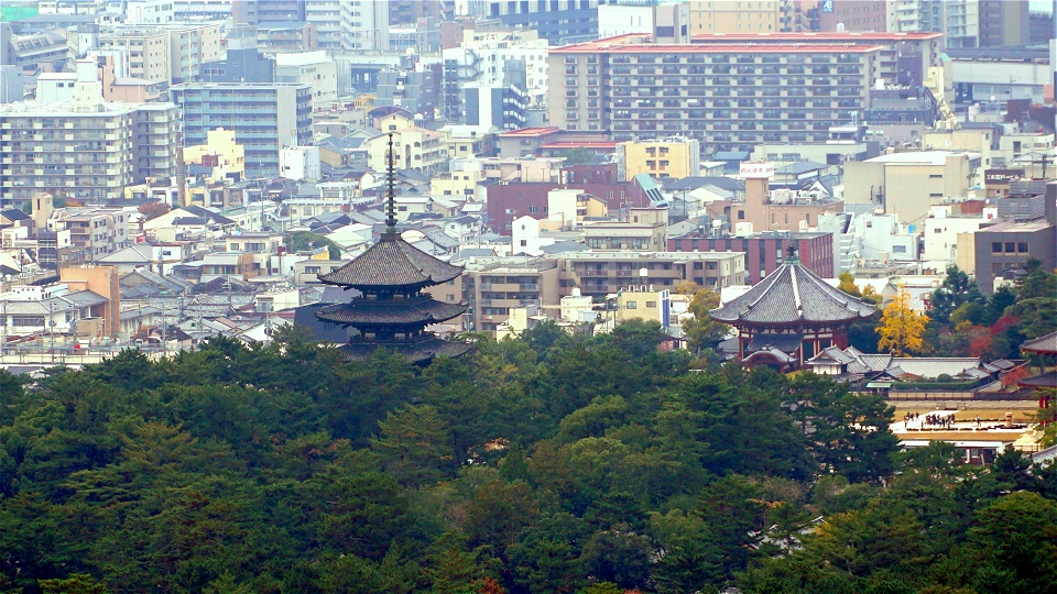 秋の奈良公園