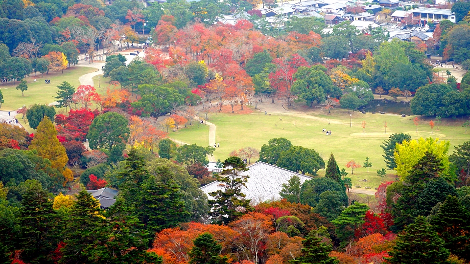 秋の奈良公園