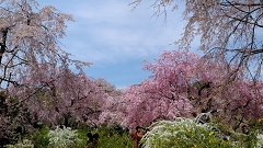 京都原谷苑