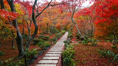 宝筐院の紅葉