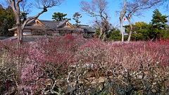 京都城南宮梅林