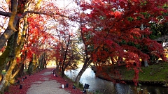 嵯峨野大覚寺