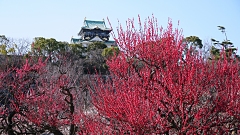 大阪城公園梅林