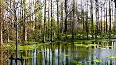 長居公園の春