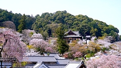 長居公園の春