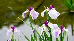 城北公園の花菖蒲