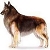 Belgian Tervuren