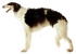 Borzoi