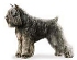 Bouvier des Flandres