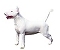 Bull Terrier