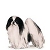 Japanese Chin