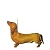 Dachshund