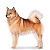 Finnish Spitz