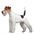 Fox Terriers