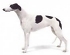 Greyhound