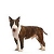 Miniature Bull Terrier