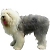 Old English Sheepdog