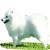 Japanese spitz